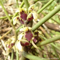 Luisia tristis (G.Forst.) Hook.f.